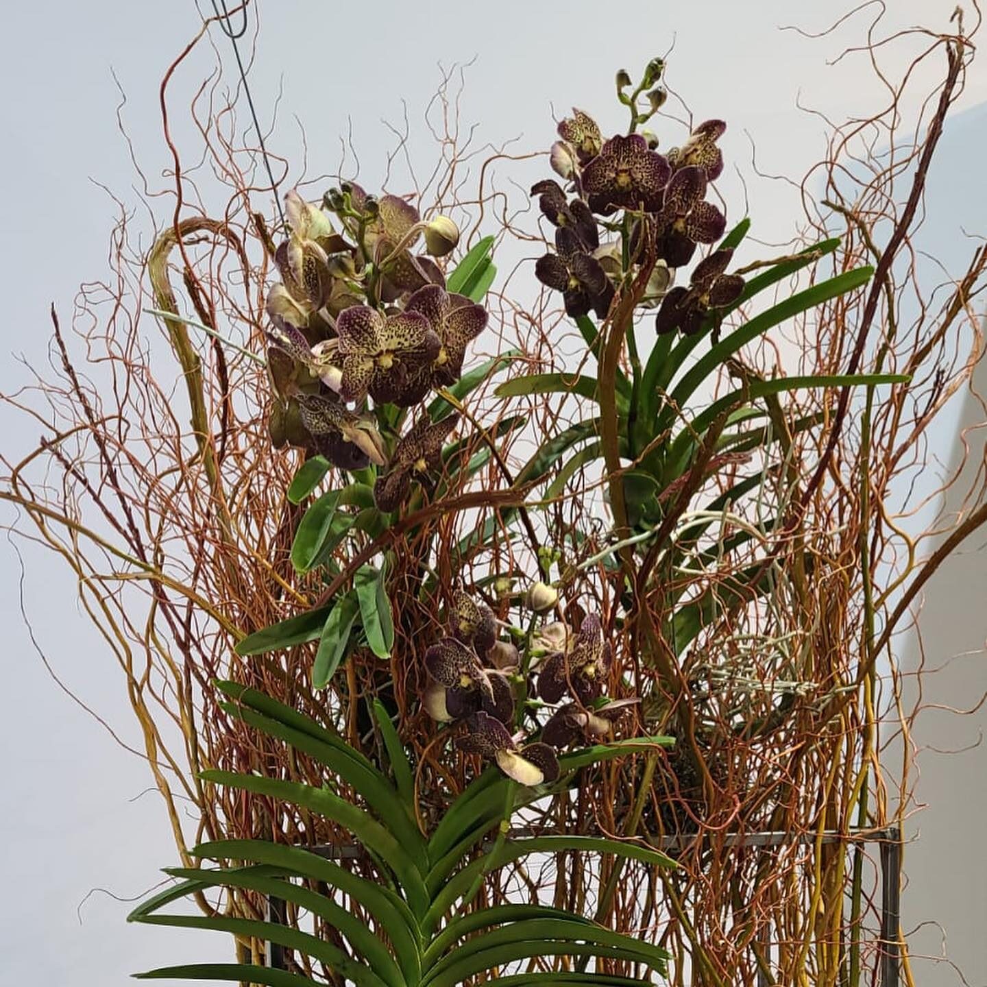 Donati-Blumendekoration-Blumenabo-Business